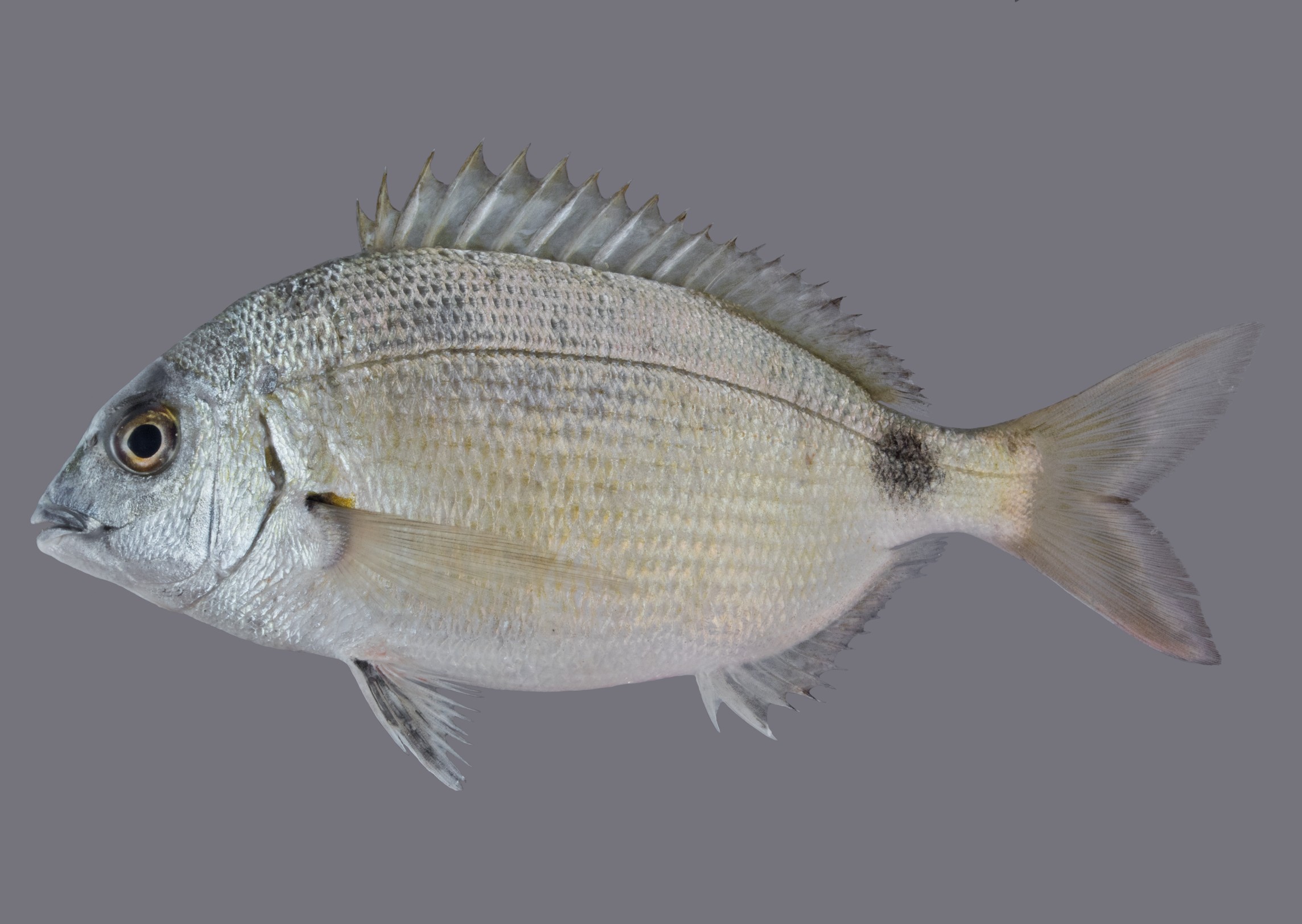 Diplodus kotschyi, 15.5 cm SL, Qatar; S.V. Bogorodsky